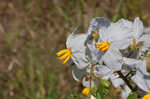 Sticky nightshade